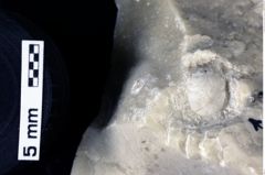 Foto (Detailansicht) von Pithonoton marginatum (von Meyer, 1842) (NHMW-GEO-1990-0041-0087)